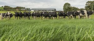 En flock svartvita kor står bakom ett elstängsel på en grön vall