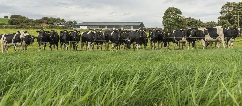 En flock svartvita kor står bakom ett elstängsel på en grön vall